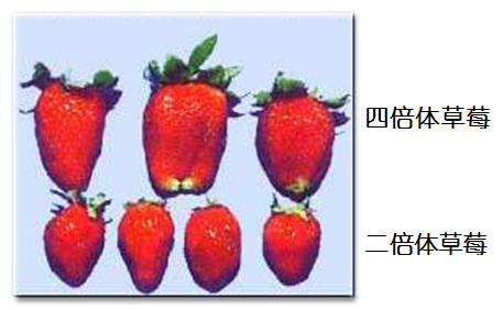 草莓单倍体多倍体图片